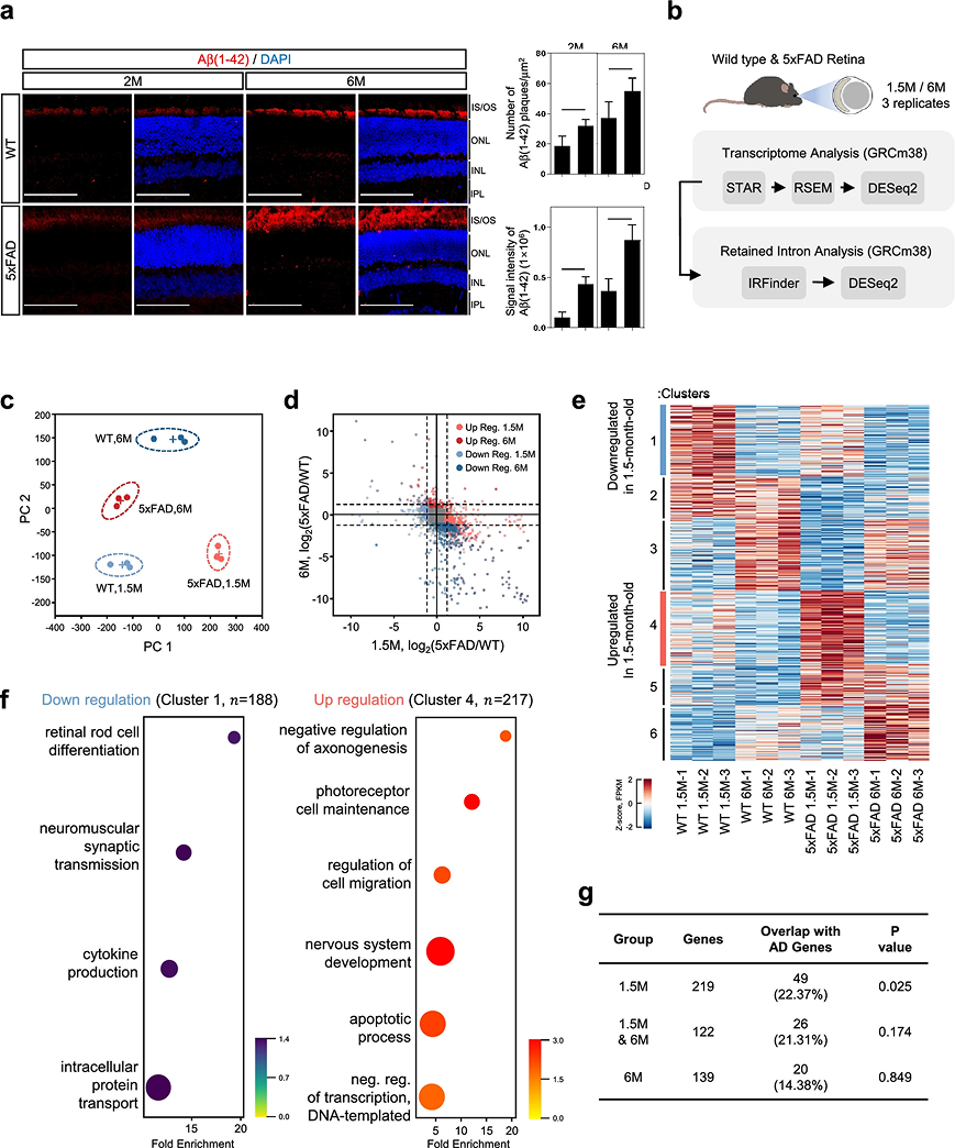 Retained introns in phototransduction genes of 5xFAD mouse retina suggest vision impairment as an early diagnostic marker for Alzheimer's disease